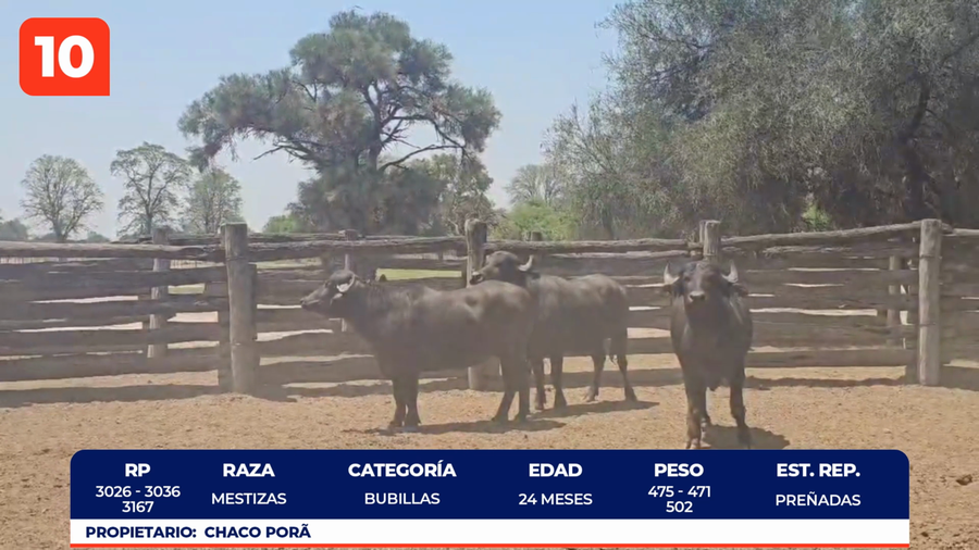 Lote LOTE 10