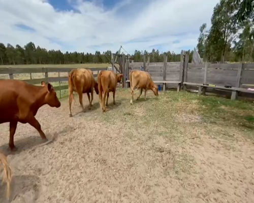 Lote (Vendido)8 Vacas de Invernada AA a remate en 2da Pantalla ENTRE MARTILLOS 398kg -  en KIYU