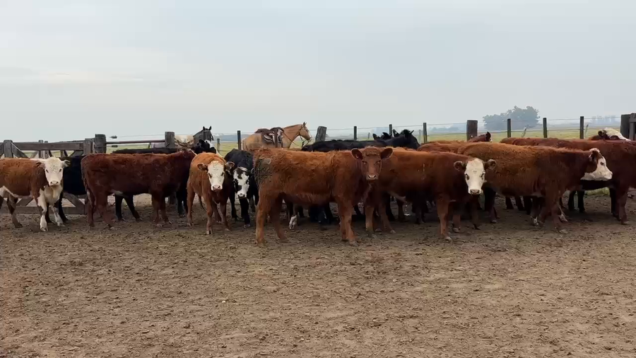 Lote 23 Vaquillonas