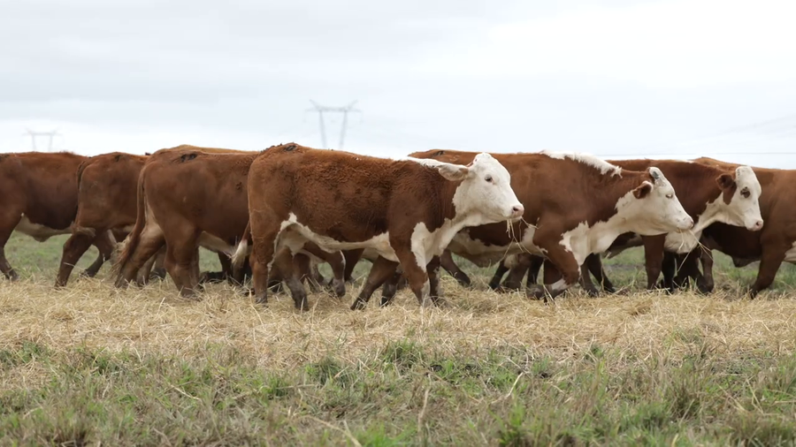Lote Vaquillas señal 3 preñadas de otoño REMATE AGOSTO 2026