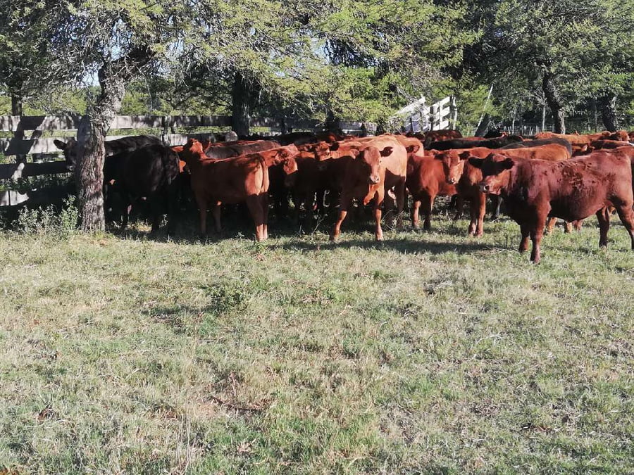 Lote 60 Terneros/as en Concordia, Entre Ríos