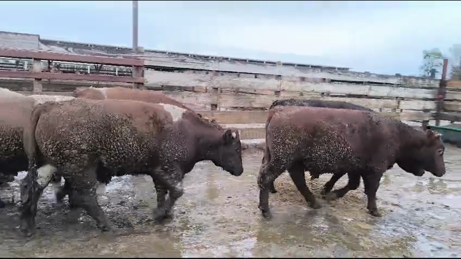 Lote 20 Novillo Gordo en Los Ángeles, VIII Región Biobío