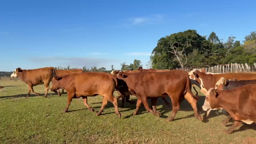 Lote 44 Vacas nuevas Preñadas en Corrientes, Ituzaingó