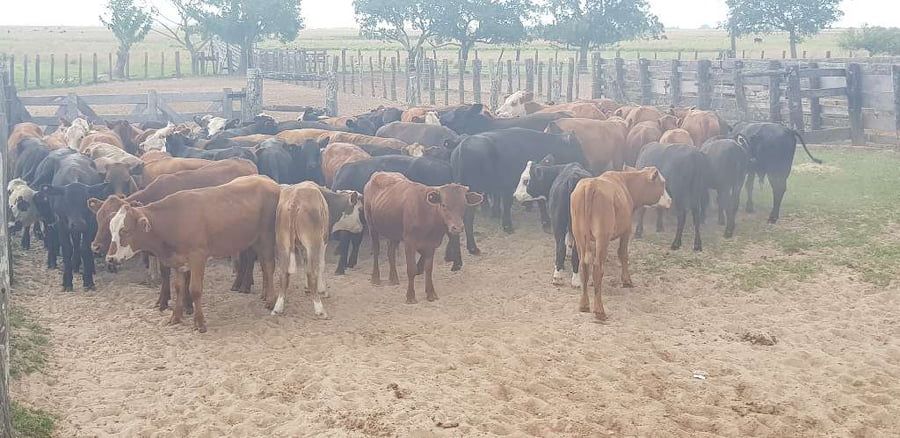 Lote 70 Novillitos en Esquina, Corrientes