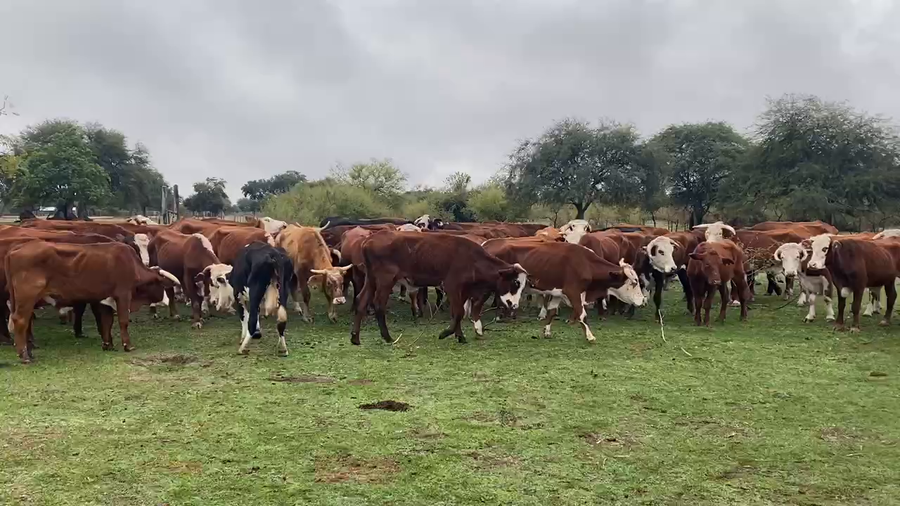 Lote 73 Novillos en Esquina, Corrientes