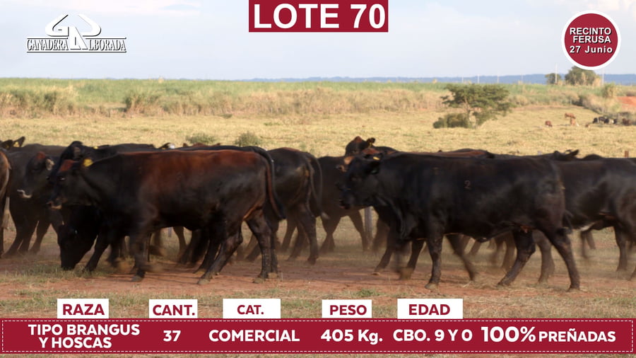 Lote Reproductores de Alborada - Lote 70