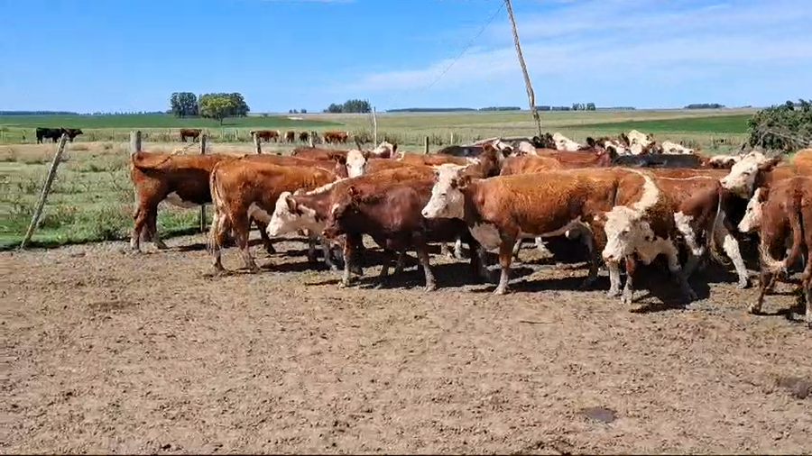 Lote VAQUILLONAS 1 A 2 AÑOS