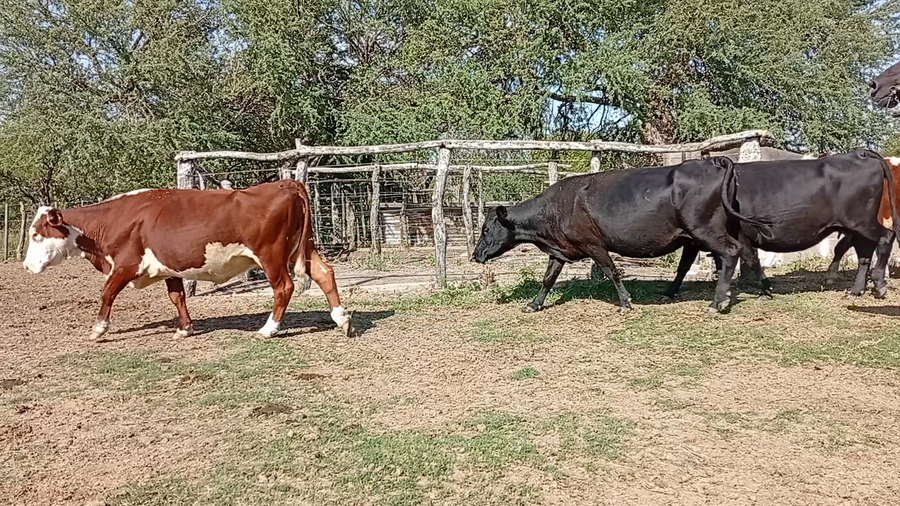 Lote 66 Vacas de invernar en Entre Ríos, San José de Feliciano