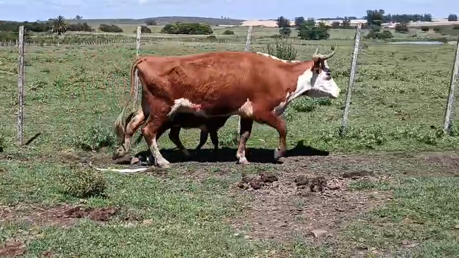 Lote 20 Piezas de cría a remate en Pantalla Camy 350kg - , San José