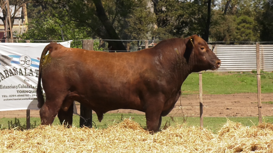 Lote TOROS PUROS CONTROLADOS