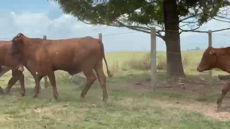 Lote 40 Novillitos/Novillos en Corrientes, Curuzu Cuatia