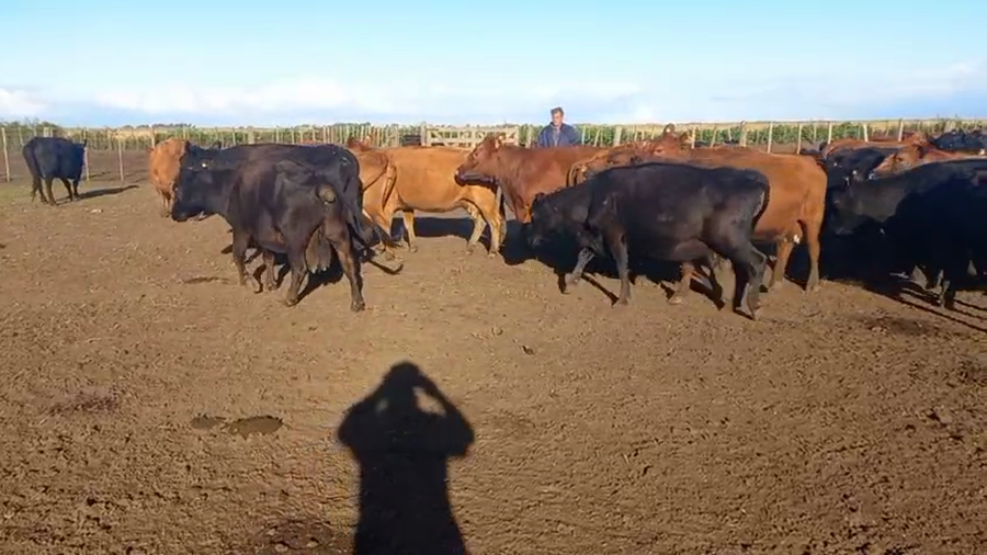 Lote 33 Vacas CUT PÑ en Olavarría