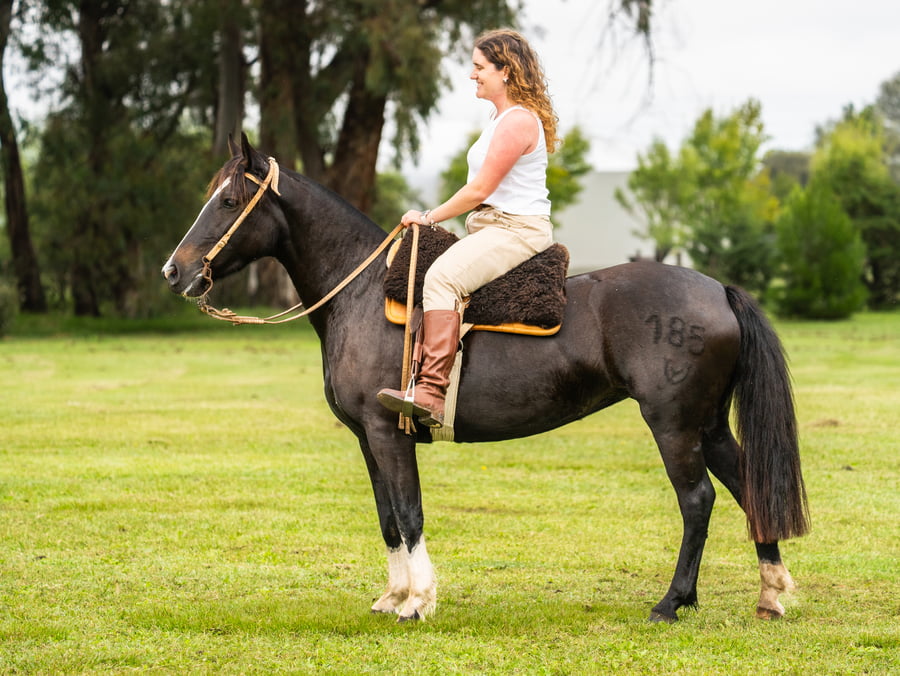 Lote Guirita Irlandesa