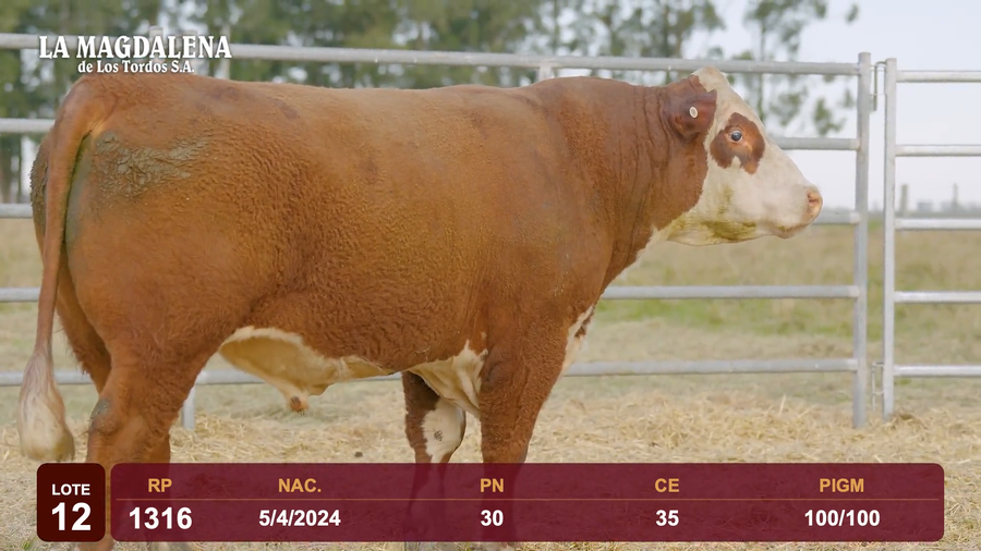 Lote Lote 12 - Hereford