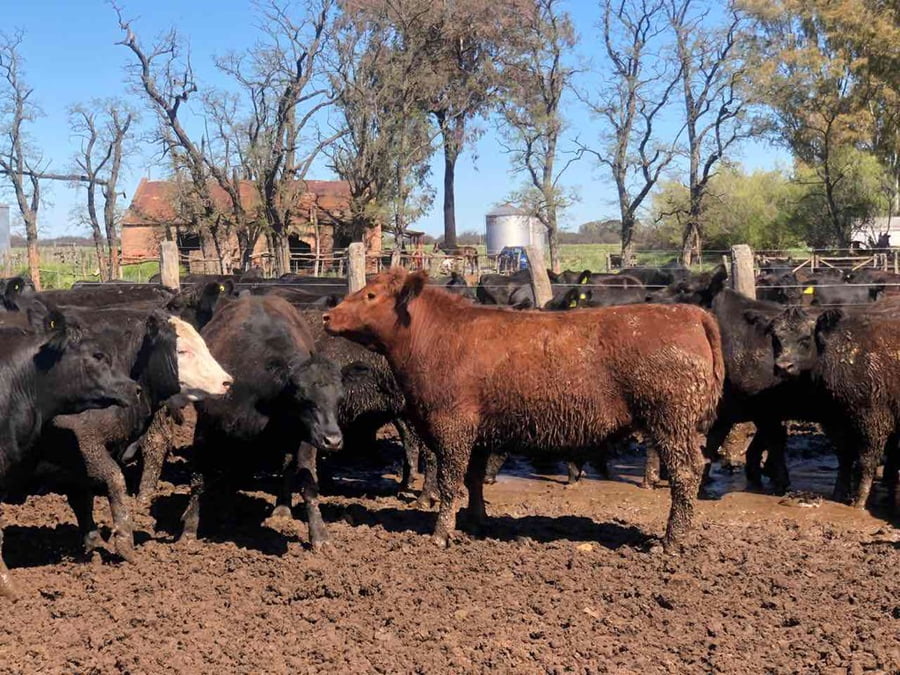 Lote 41 Novillos exportación en Miguel Riglos, La Pampa