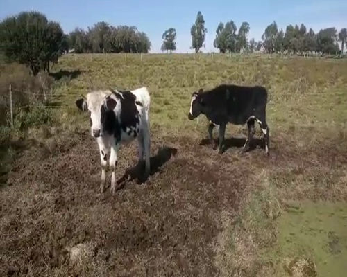 Lote 3 Novillos HOLANDO 240kg - , San José