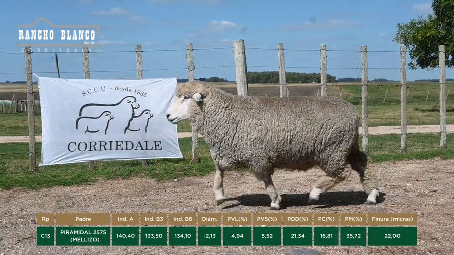 Lote CARNEROS 2 DTES.