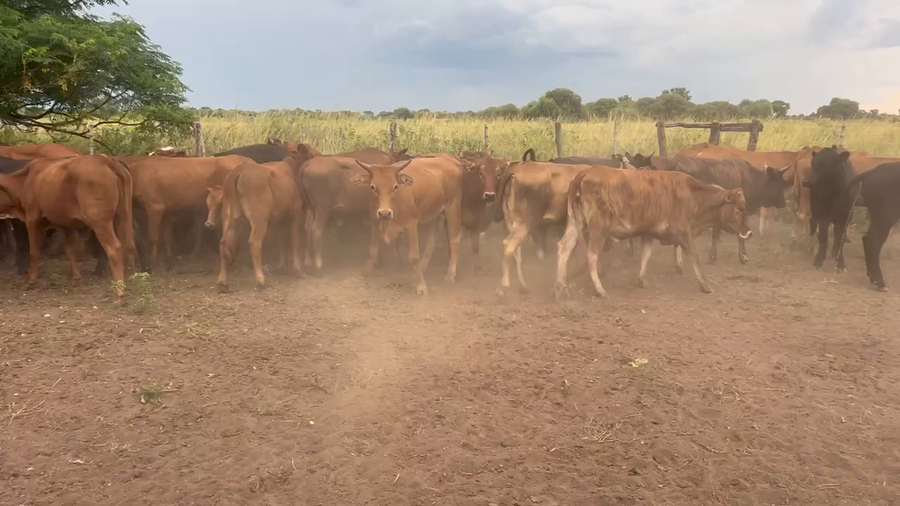 Lote 83 Terneros/as en Juan José Castelli, Chaco