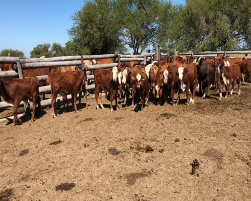 Lote 110 Terneros en Riacho He-He, Formosa