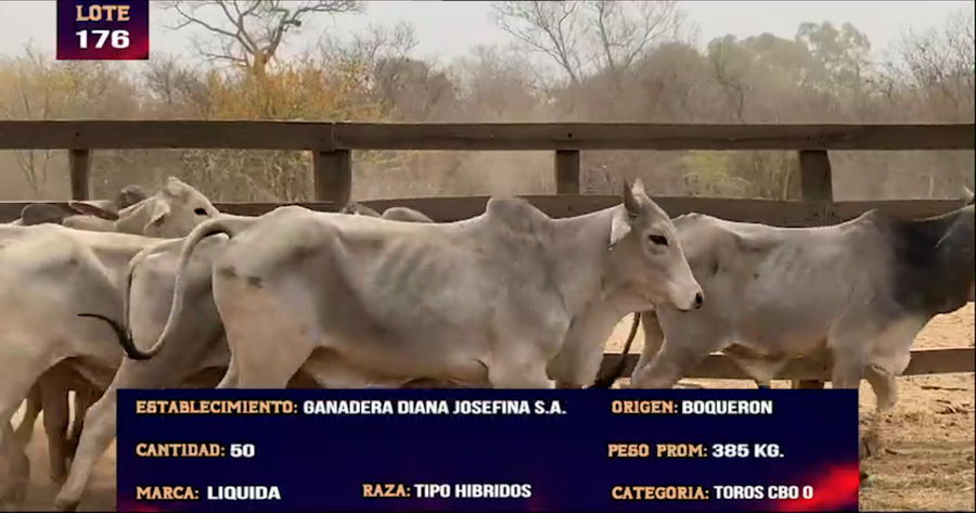 Lote LOTE 176 - 50 TOROS CBO 0