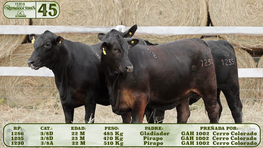 Lote LOTE 45