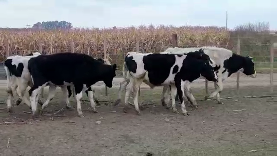 Lote (Vendido)6 Novillos Holando HO a remate en PANTALLA GARLAND 270kg -  en CONCORDIA