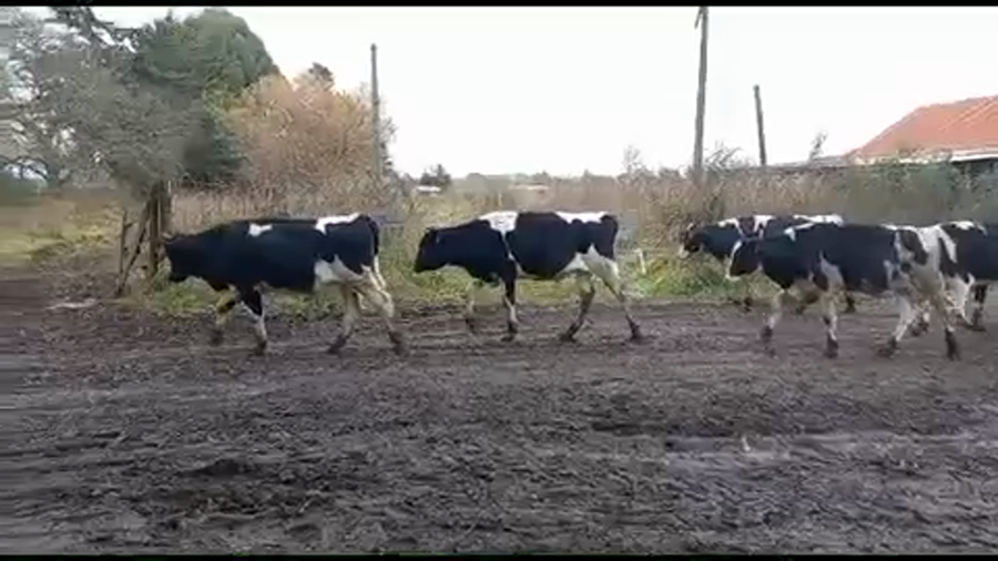 Lote 45 Novillo Engorda en Purranque, X Región Los Lagos