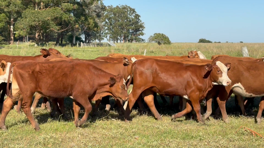 Lote 103 Terneros/as en Corrientes, Mercedes