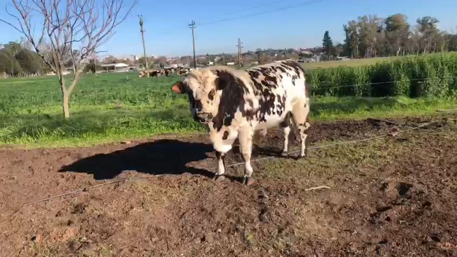 Lote Toro PI Normando de Cabaña Don Antonio