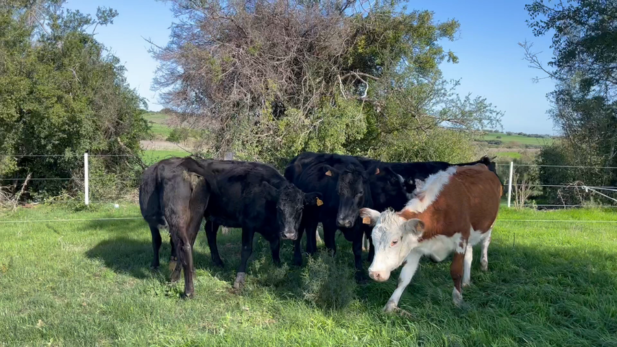 Lote VACA DE INVERNADA