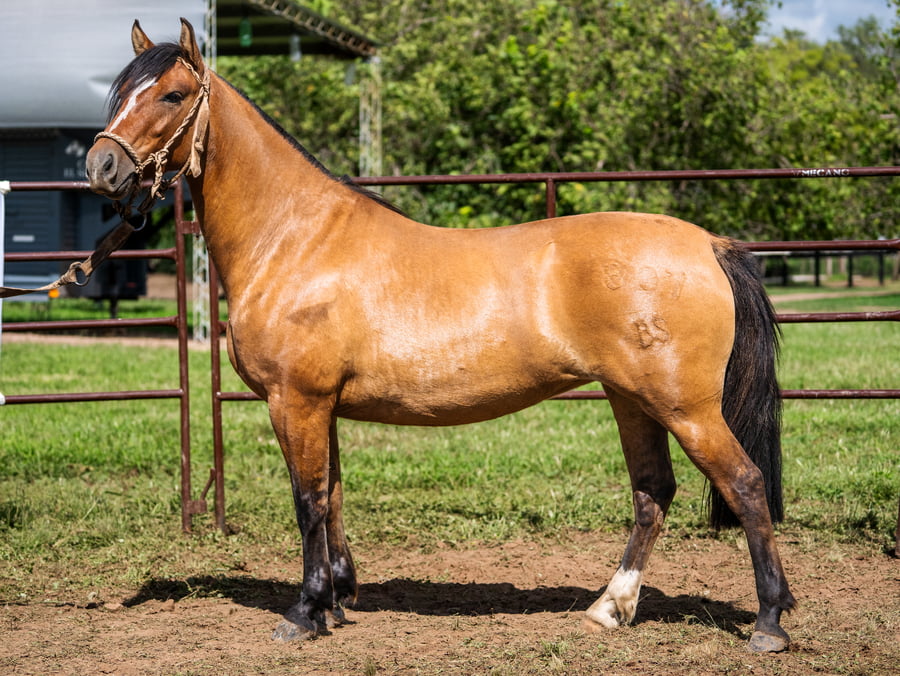 Lote SIRIGOTE LECHE HERVIDA