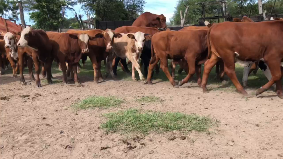 Lote 110 Terneros/as en Pto. Eva Perón, Chaco