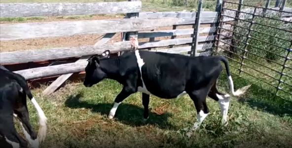 Lote 3 Terneros en San José