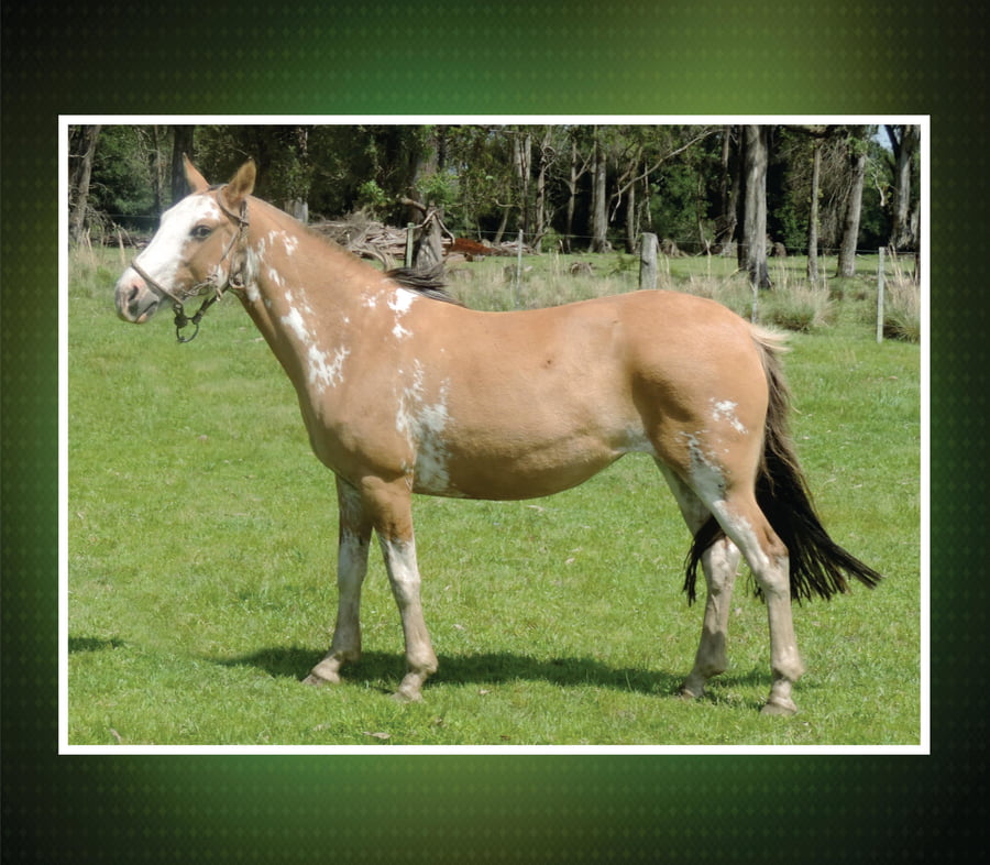 Lote YEGUA OVERA - 2012