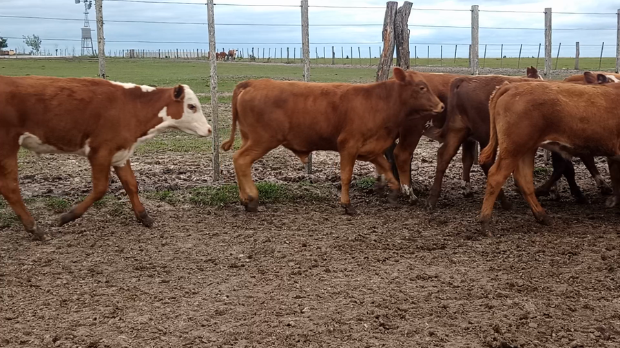 Lote 70 Terneros
