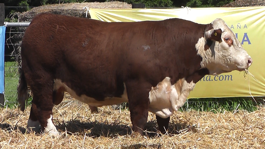 Lote TOROS P. HEREFORD PURO PEDIGREE