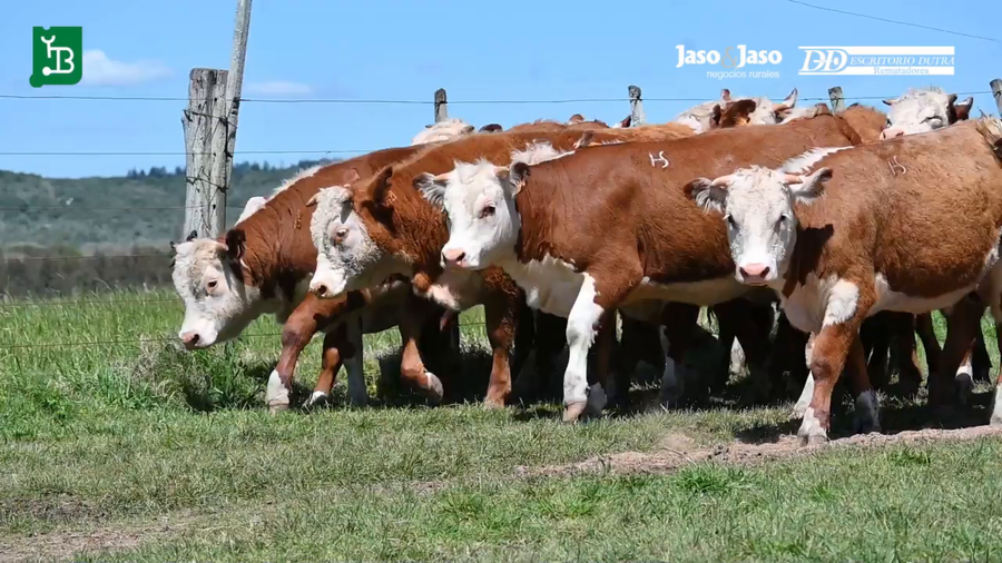 Lote TERNERAS HS 1 AÑO