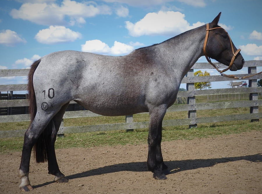 Lote 10 - Regalada Verdes Mares