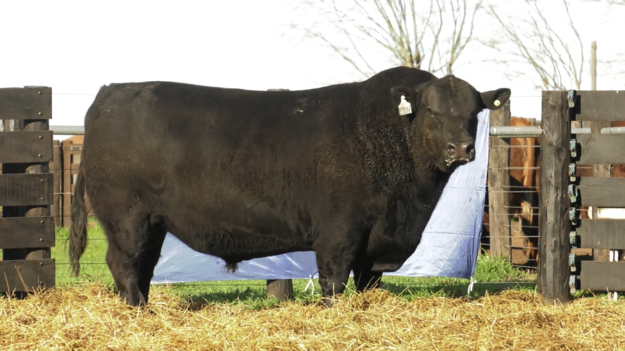 Lote TOROS A. ANGUS PURO PEDIGREE