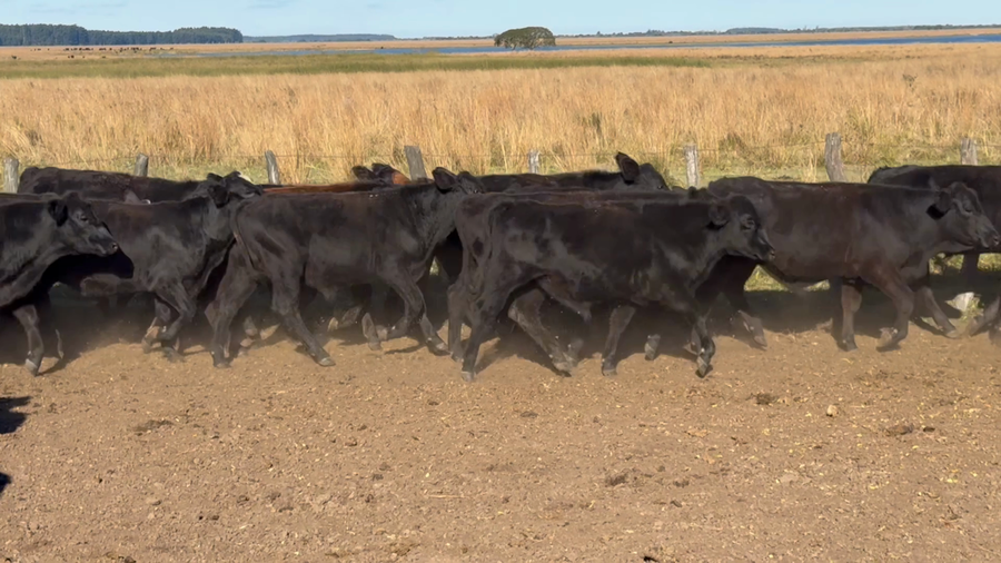 Lote 50 Novillitos