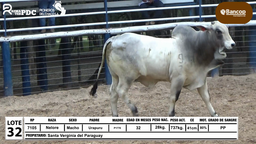 Lote Lote 32