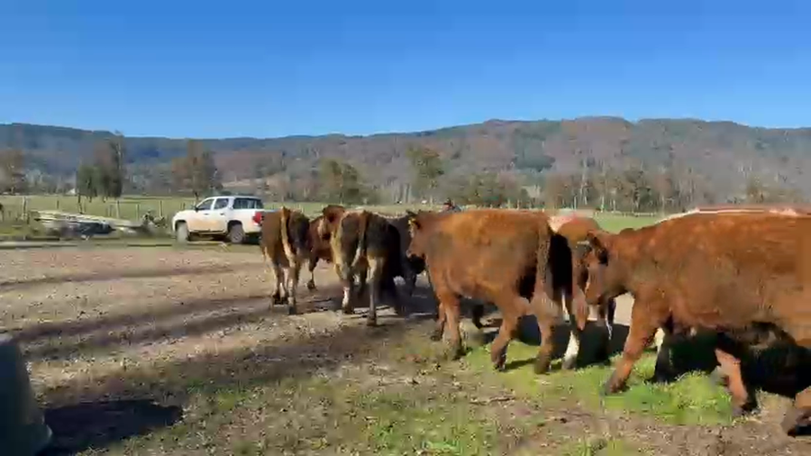 Lote 51 Novillo Engorda en Lanco, XIV Región Los Ríos