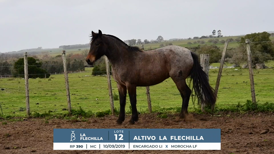Lote ALTIVO LA FLECHILLA