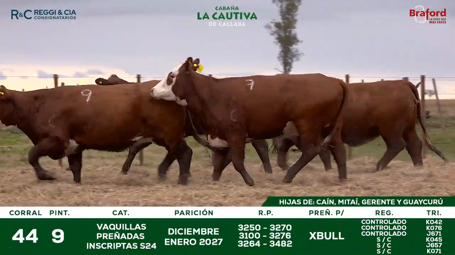 Lote VAQUILLAS BRAFORD  CONTROLADAS PREÑADAS POR IATF 18  Meses. Cabaña La Cautiva
