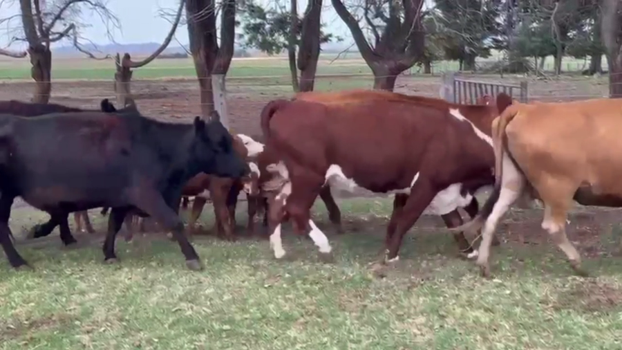 Lote 21 VC C/21 TERNS, CNEL SUAREZ, PCIA. DE BS. AS.