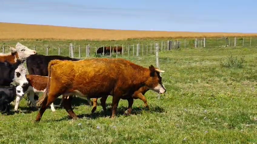 Lote 44 Piezas de cría a remate en Pantalla Camy, San José