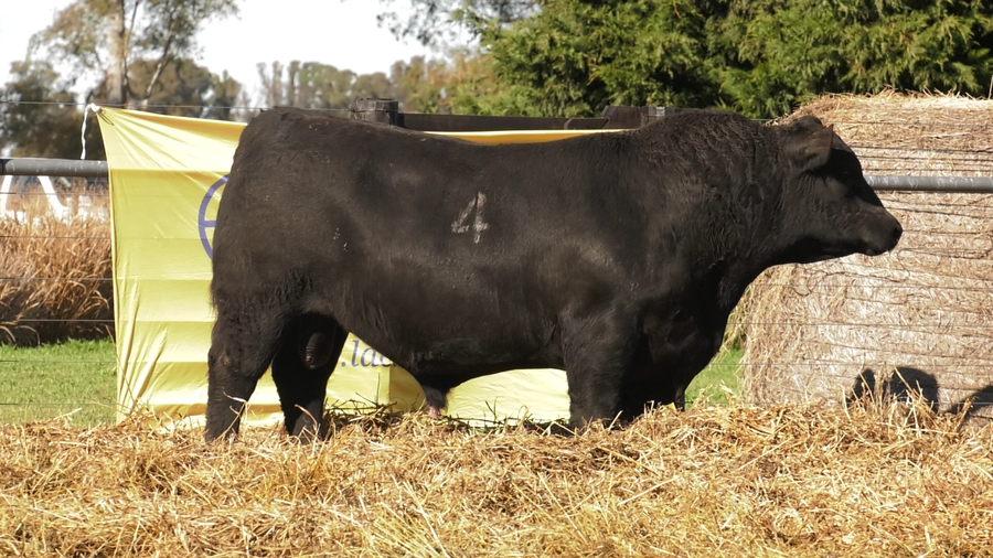 Lote TOROS ANGUS PURO CONTROLADO