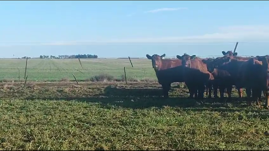 Lote 35 Vaquillonas preñadas en Coronel Suarez, Buenos Aires