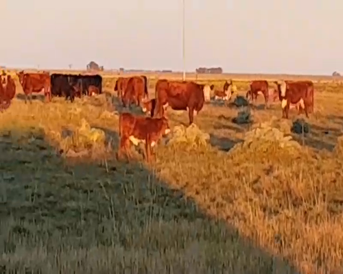 Lote 25 Vacas nuevas en Benito Juárez, Buenos Aires