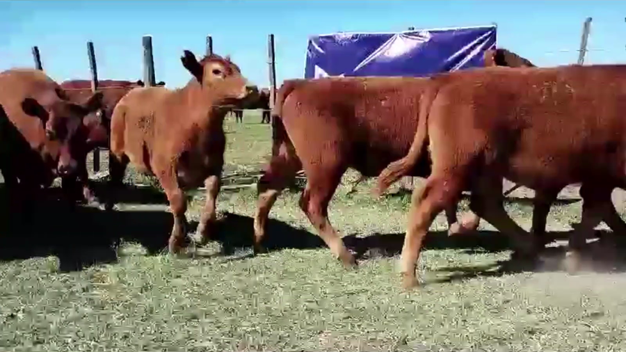 Lote 70 TERN. MACHOS, GUAMINI, BS. AS.